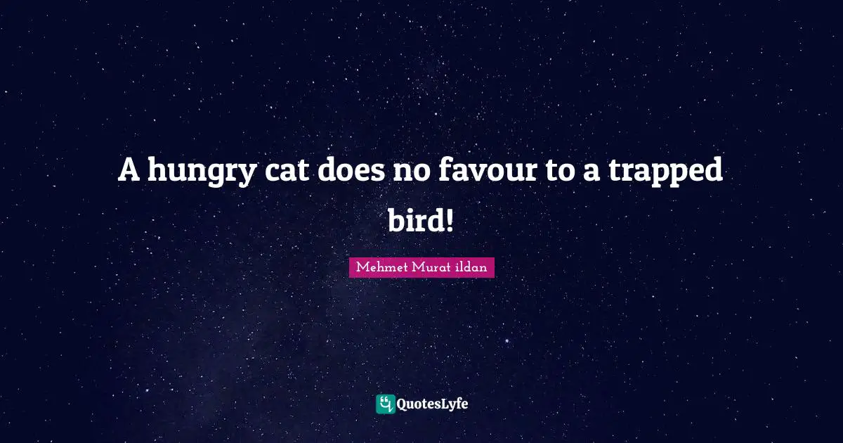 A hungry cat does no favour to a trapped bird!