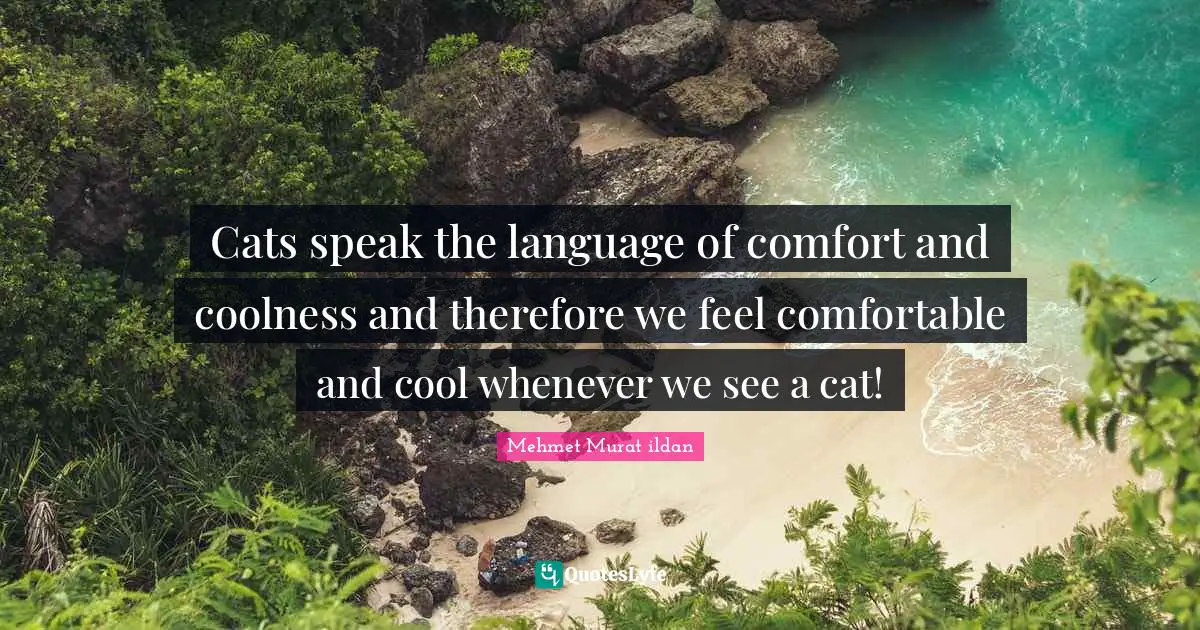 Cats speak the language of comfort and coolness and therefore we feel comfortable and cool whenever we see a cat!