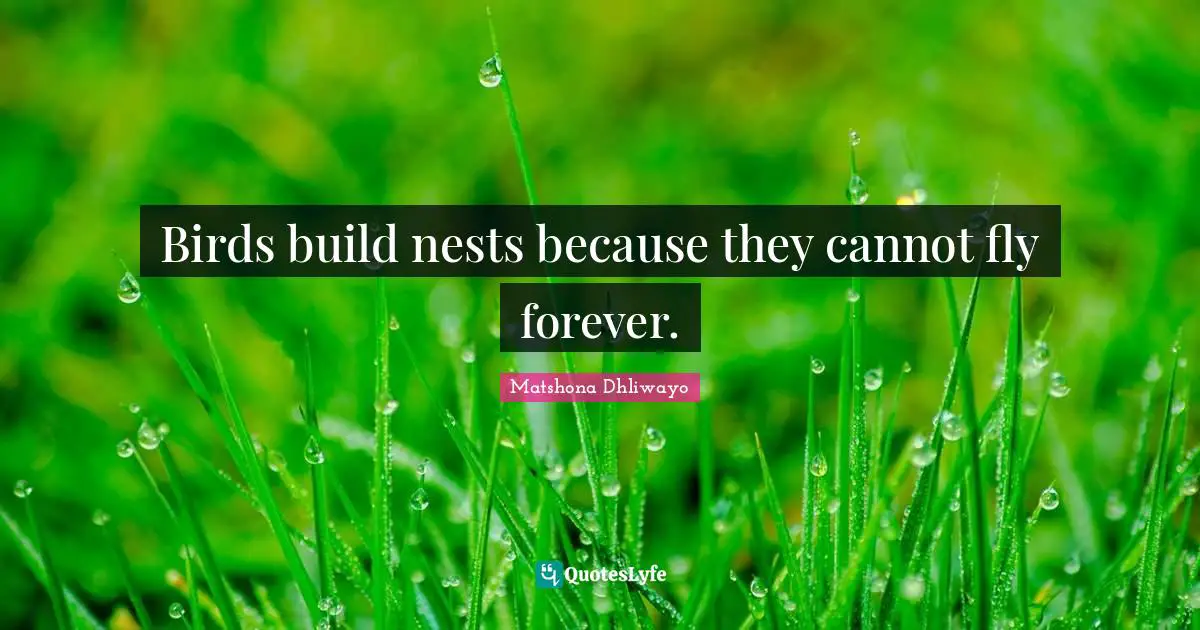 Birds build nests because they cannot fly forever.