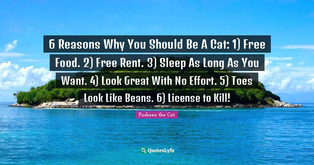 6 Reasons Why You Should Be A Cat: 1) Free Food. 2) Free Rent. 3) Sleep As Long As You Want. 4) Look Great With No Effort. 5) Toes Look Like Beans. 6) License to Kill!