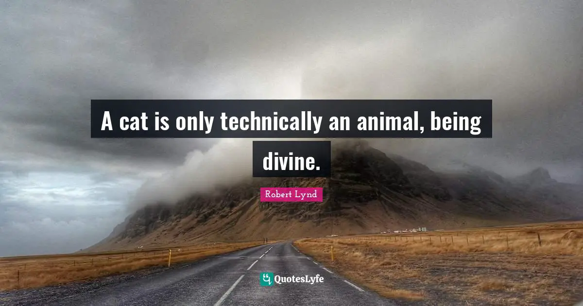 A cat is only technically an animal, being divine.