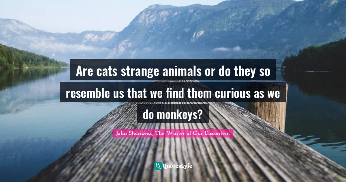 Are cats strange animals or do they so resemble us that we find them curious as we do monkeys?