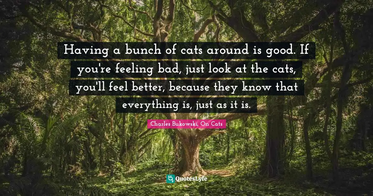 Having a bunch of cats around is good. If you're feeling bad, just look at the cats, you'll feel better, because they know that everything is, just as it is.