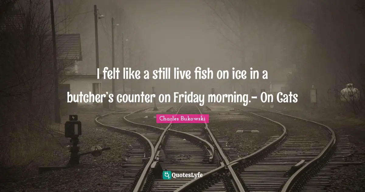 Devastation Quotes: "I felt like a still live fish on ice in a butcher’s counter on Friday morning.- On Cats"