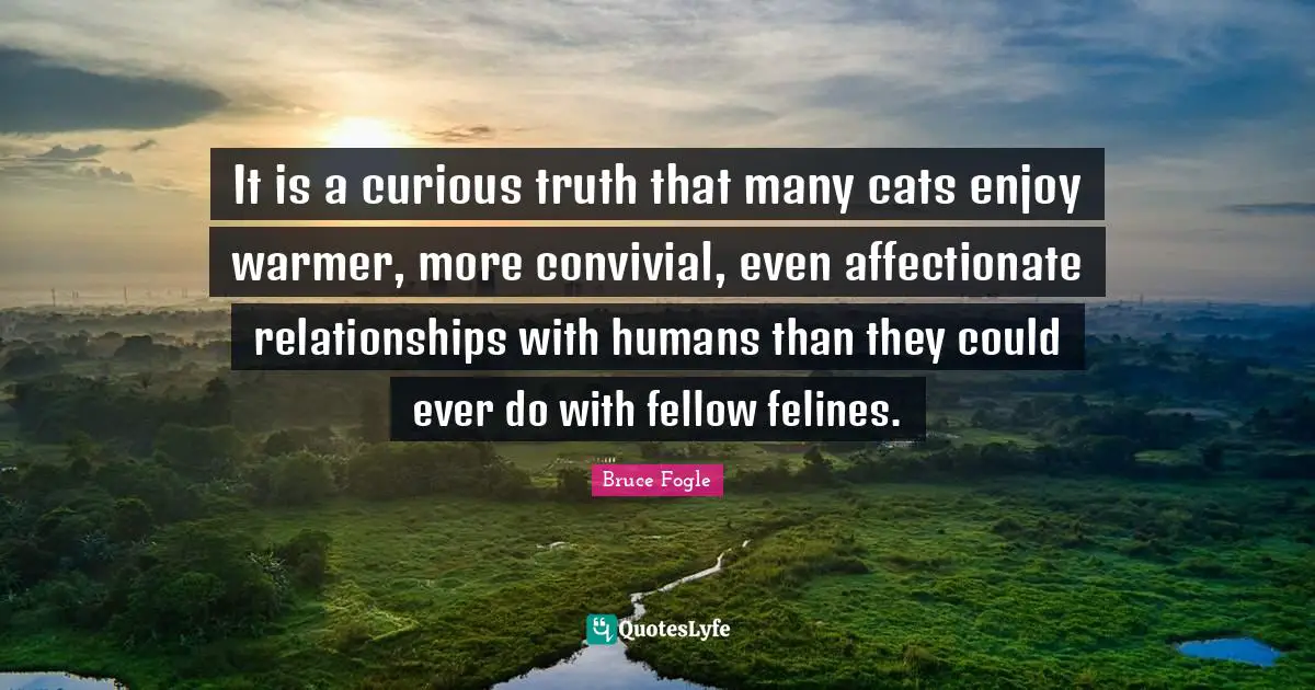 It is a curious truth that many cats enjoy warmer, more convivial, even affectionate relationships with humans than they could ever do with fellow felines.