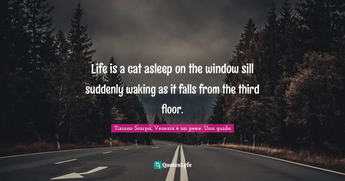 Life is a cat asleep on the window sill suddenly waking as it falls from the third floor.