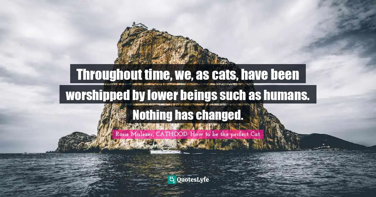 Throughout time, we, as cats, have been worshipped by lower beings such as humans. Nothing has changed.