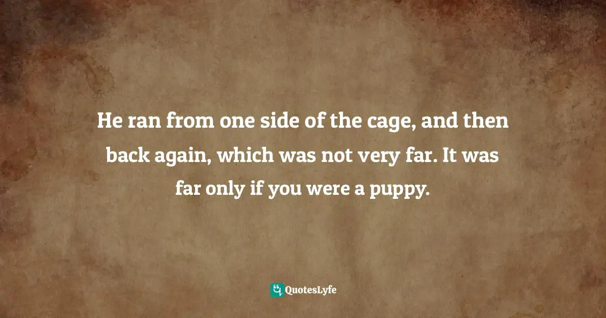 He ran from one side of the cage, and then back again, which was not very far. It was far only if you were a puppy.