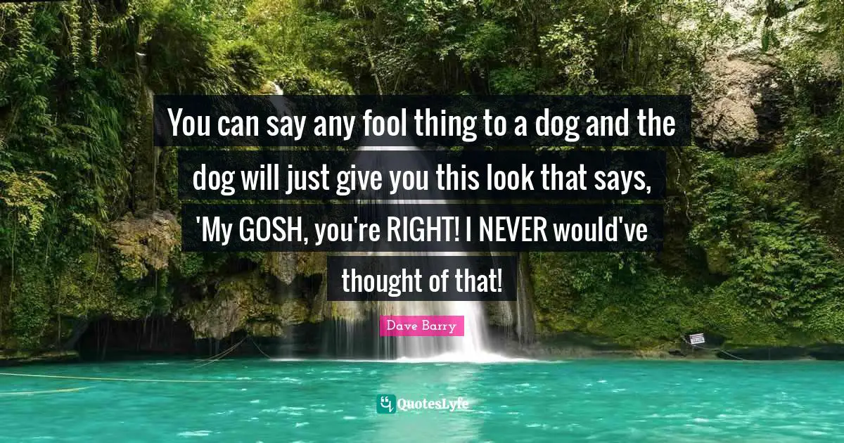 You can say any fool thing to a dog and the dog will just give you this look that says, 'My GOSH, you're RIGHT! I NEVER would've thought of that!