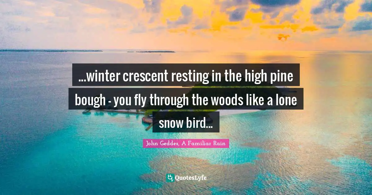 ...winter crescent resting in the high pine bough - you fly through the woods like a lone snow bird...