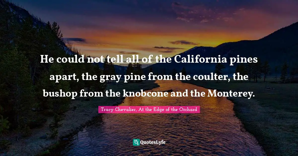 Tracy Chevalier, At The Edge Of The Orchard Quotes: "He could not tell all of the California pines apart, the gray pine from the coulter, the bushop from the knobcone and the Monterey."