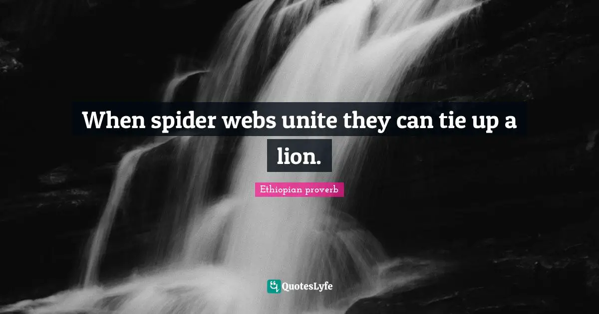 When spider webs unite they can tie up a lion.