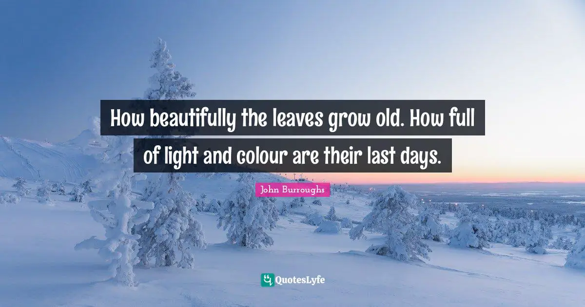 John Burroughs Quotes: How beautifully the leaves grow old. How full of light and colour are their last days.