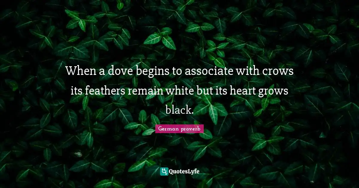 German Proverb Quotes: "When a dove begins to associate with crows its feathers remain white but its heart grows black."