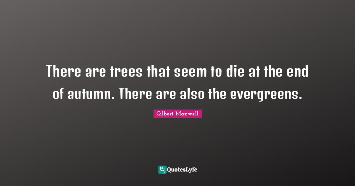 There are trees that seem to die at the end of autumn. There are also the evergreens.