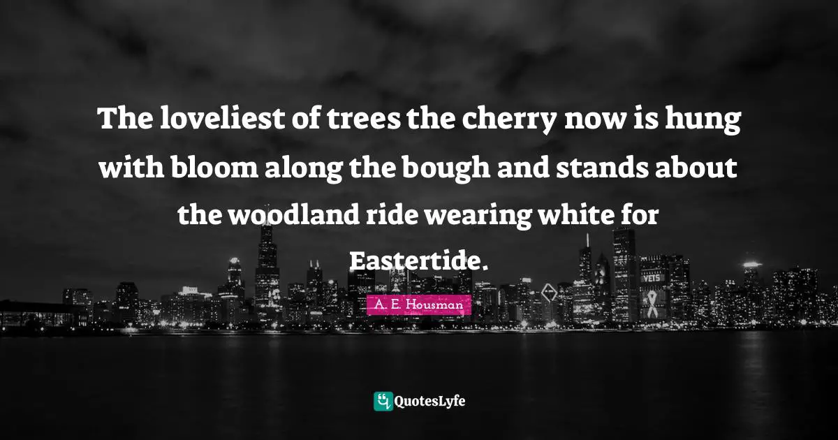 The loveliest of trees the cherry now is hung with bloom along the bough and stands about the woodland ride wearing white for Eastertide.
