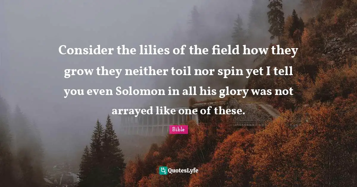 Consider the lilies of the field how they grow they neither toil nor spin yet I tell you even Solomon in all his glory was not arrayed like one of these.