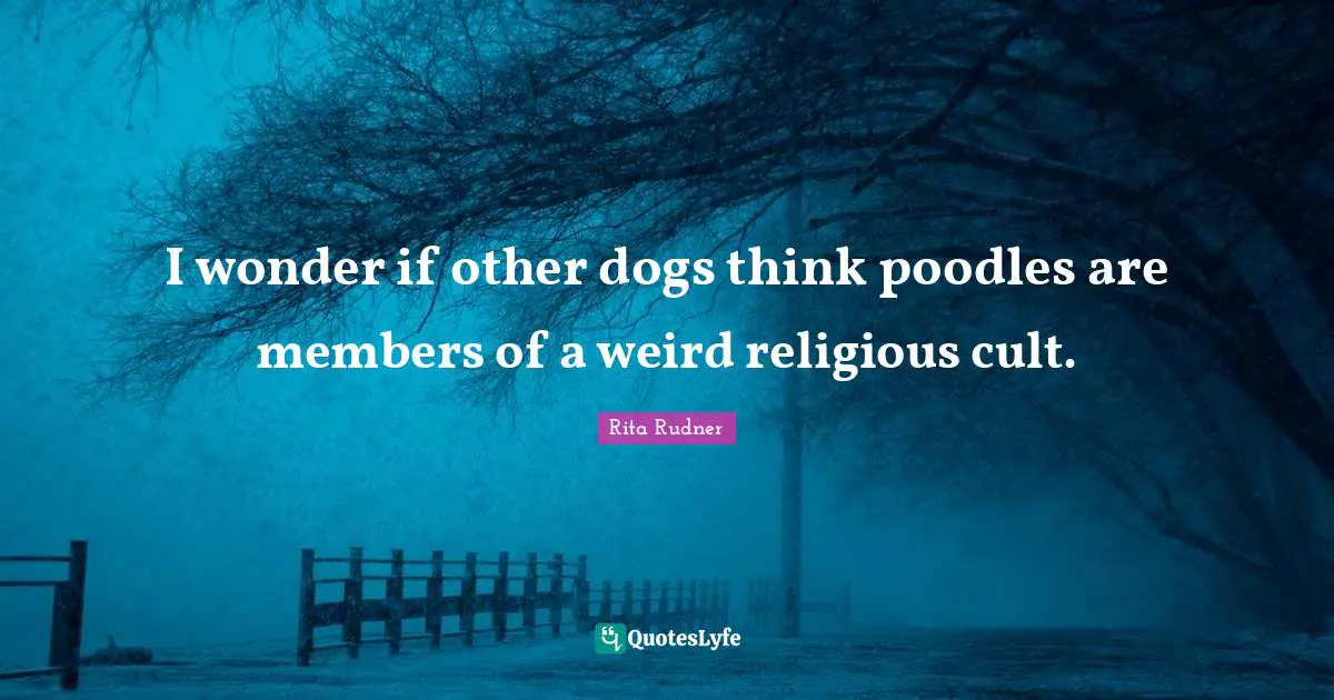 I wonder if other dogs think poodles are members of a weird religious cult.