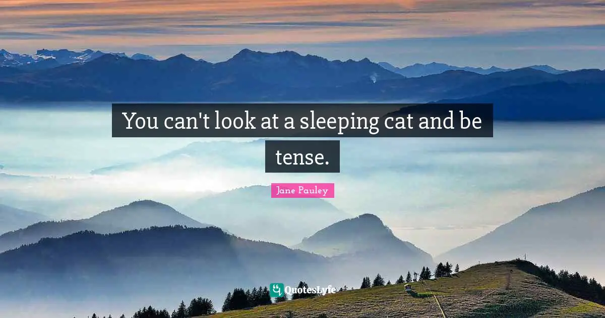You can't look at a sleeping cat and be tense.