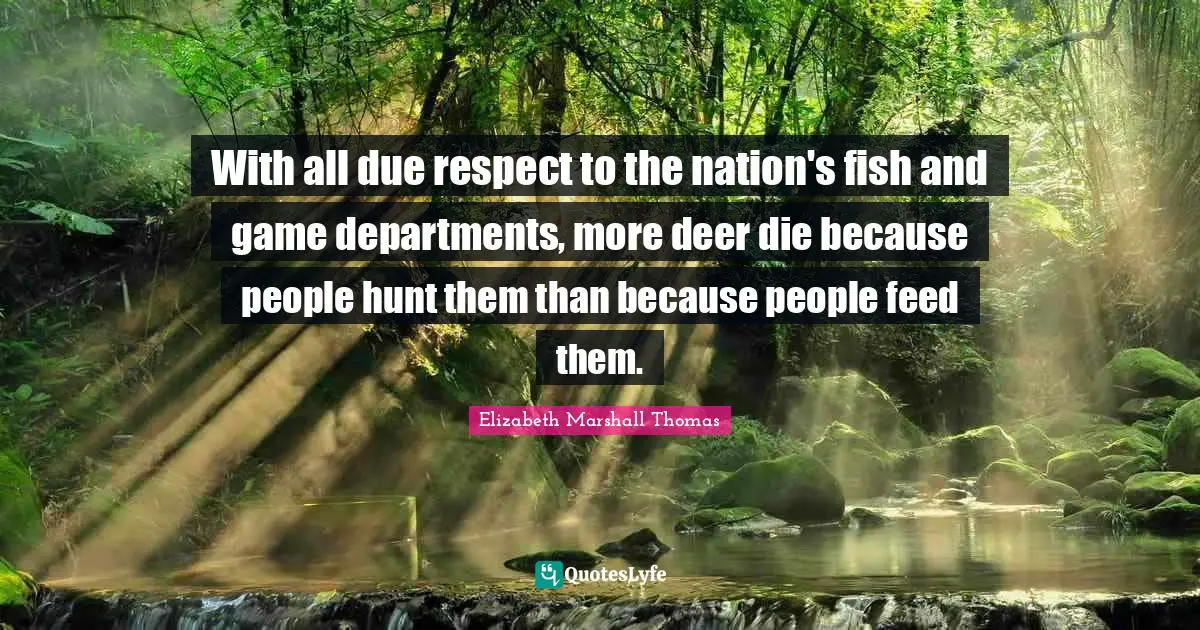 With all due respect to the nation's fish and game departments, more deer die because people hunt them than because people feed them.