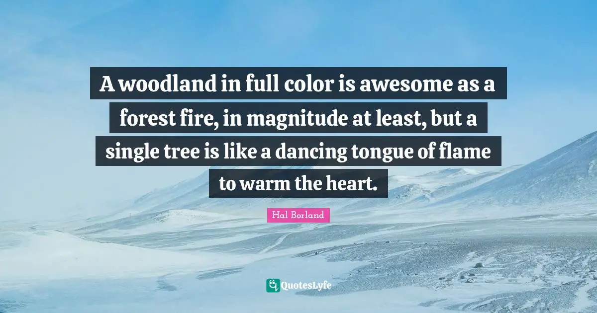 A woodland in full color is awesome as a forest fire, in magnitude at least, but a single tree is like a dancing tongue of flame to warm the heart.