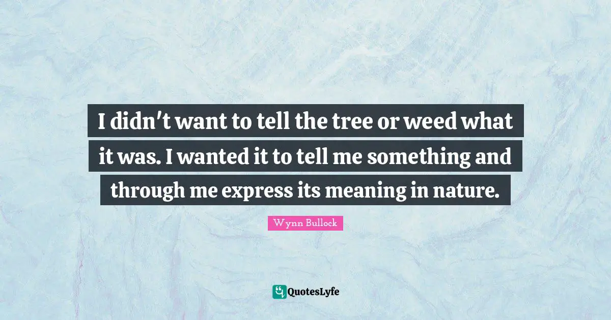 I didn't want to tell the tree or weed what it was. I wanted it to tell me something and through me express its meaning in nature.