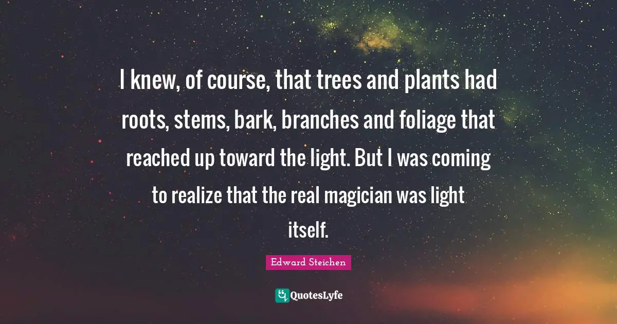 I knew, of course, that trees and plants had roots, stems, bark, branches and foliage that reached up toward the light. But I was coming to realize that the real magician was light itself.