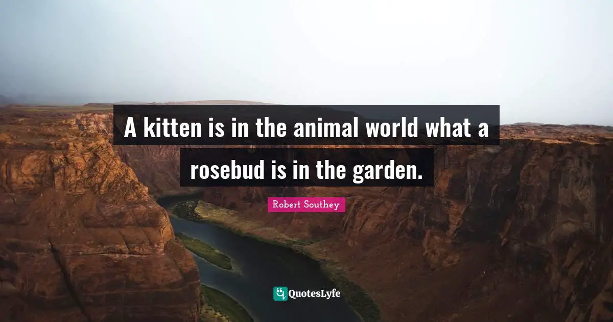 A kitten is in the animal world what a rosebud is in the garden.