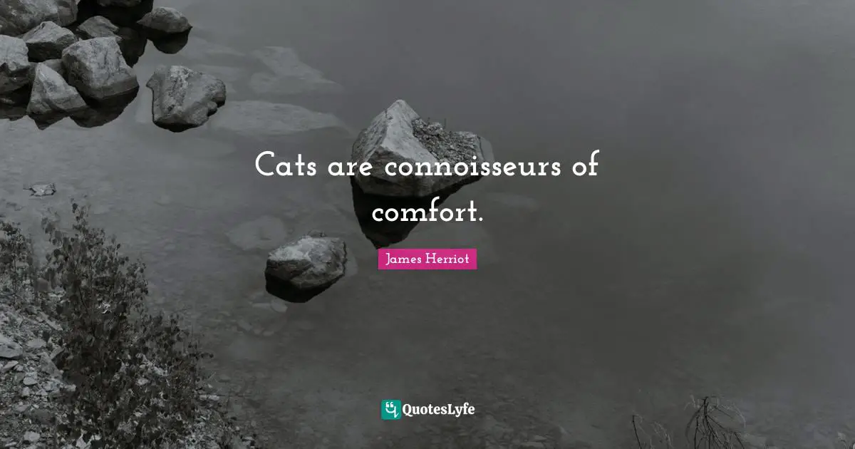 Comfort Quotes: "Cats are connoisseurs of comfort."