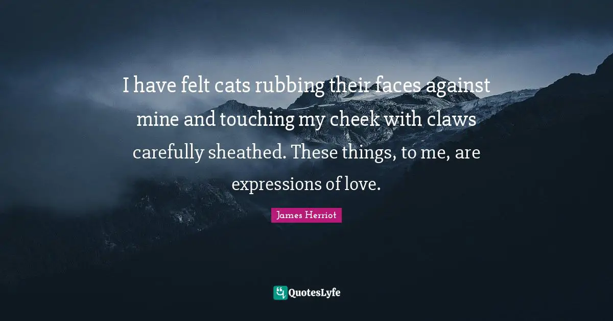 I have felt cats rubbing their faces against mine and touching my cheek with claws carefully sheathed. These things, to me, are expressions of love.