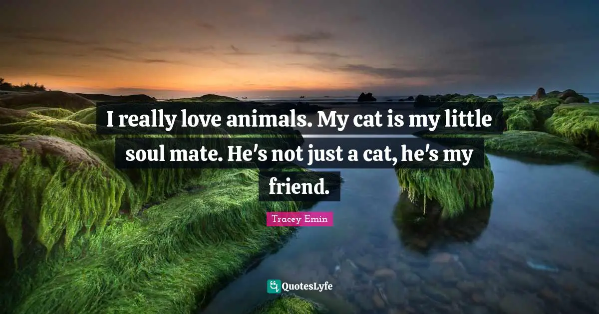 Tracey Emin Quotes: "I really love animals. My cat is my little soul mate. He's not just a cat, he's my friend."