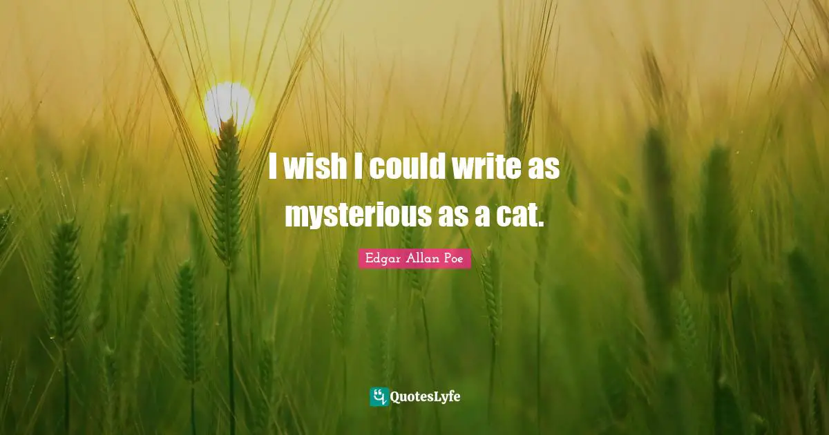 I wish I could write as mysterious as a cat.