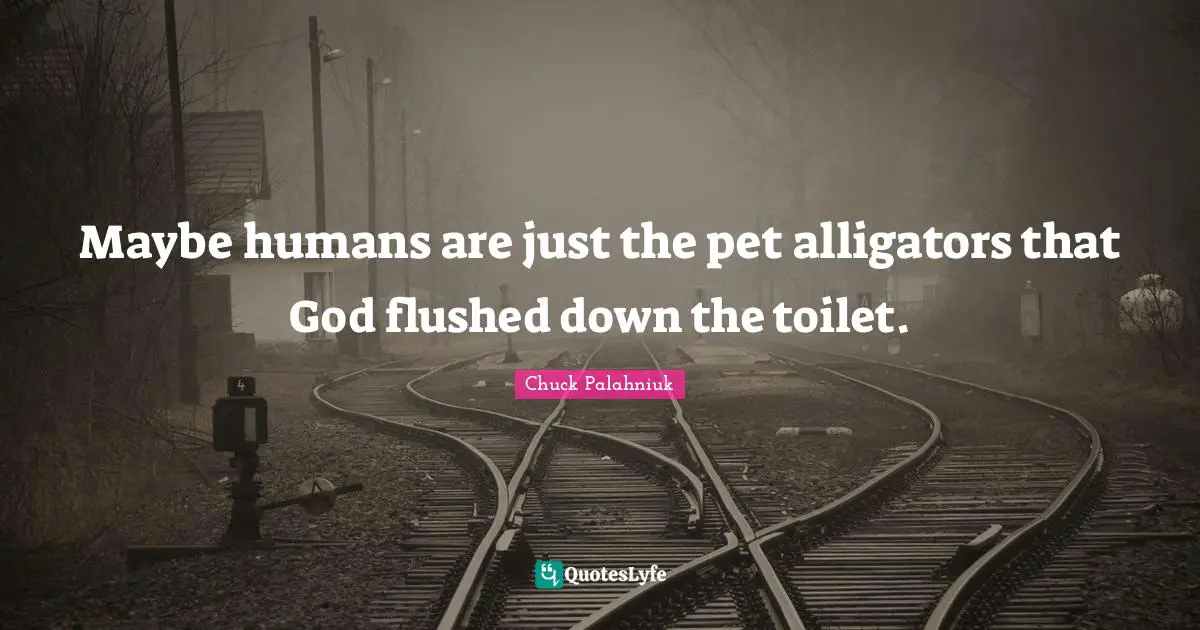 Maybe humans are just the pet alligators that God flushed down the toilet.