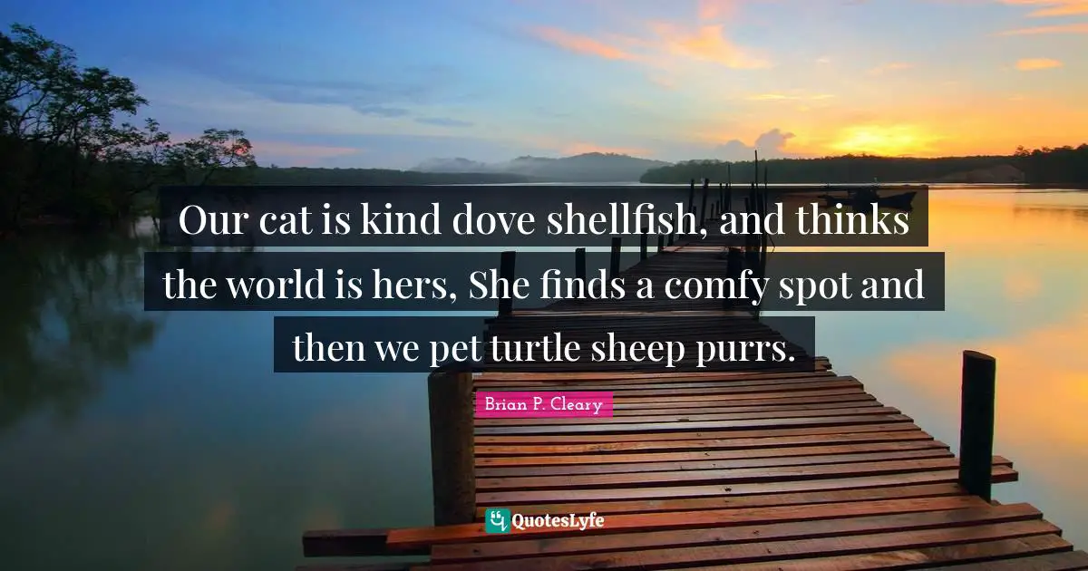 Sheep Quotes: "Our cat is kind dove shellfish, and thinks the world is hers, She finds a comfy spot and then we pet turtle sheep purrs."