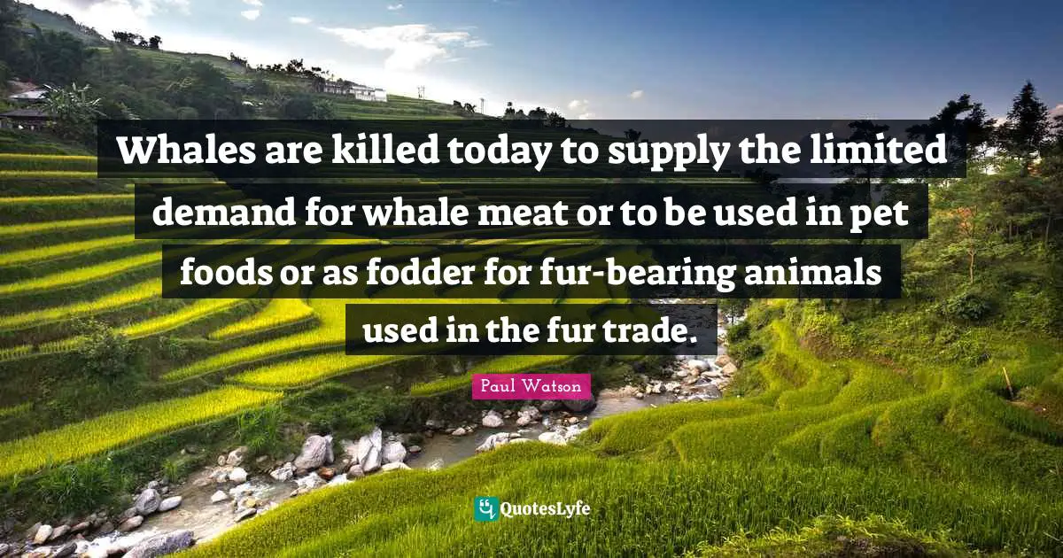 Whales are killed today to supply the limited demand for whale meat or to be used in pet foods or as fodder for fur-bearing animals used in the fur trade.
