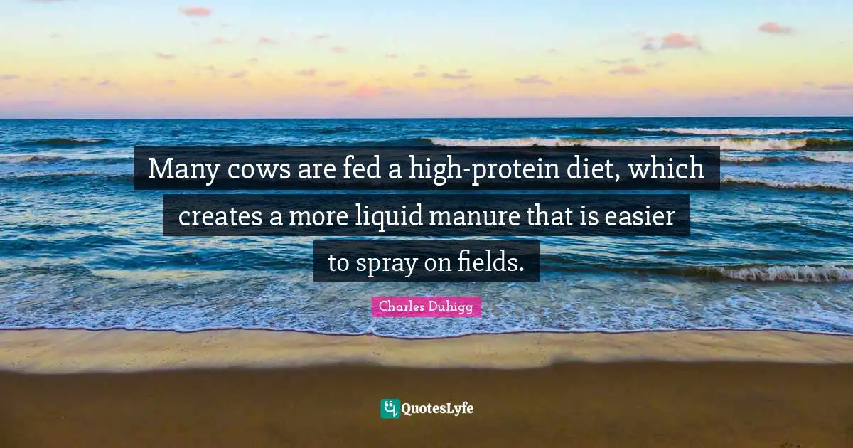 Many cows are fed a high-protein diet, which creates a more liquid manure that is easier to spray on fields.