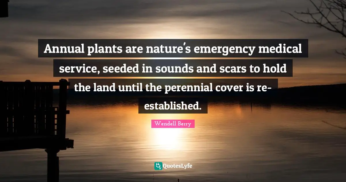 Annual plants are nature's emergency medical service, seeded in sounds and scars to hold the land until the perennial cover is re-established.