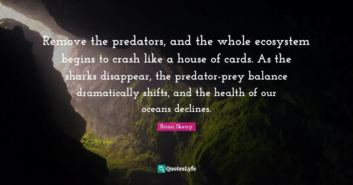 Remove the predators, and the whole ecosystem begins to crash like a house of cards. As the sharks disappear, the predator-prey balance dramatically shifts, and the health of our oceans declines.