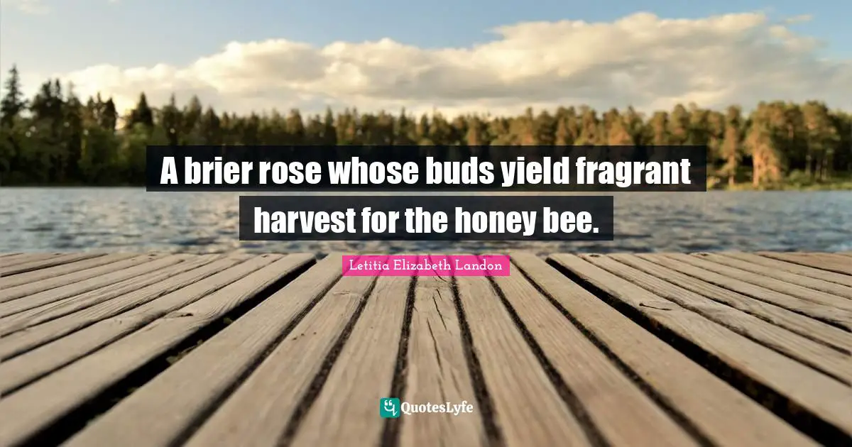 A brier rose whose buds yield fragrant harvest for the honey bee.