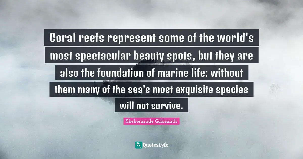 Coral reefs represent some of the world's most spectacular beauty spots, but they are also the foundation of marine life: without them many of the sea's most exquisite species will not survive.