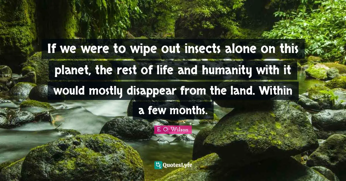 If we were to wipe out insects alone on this planet, the rest of life and humanity with it would mostly disappear from the land. Within a few months.