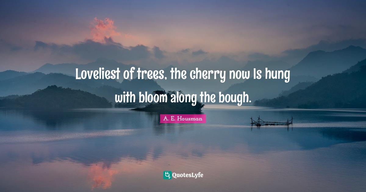 Loveliest of trees, the cherry now Is hung with bloom along the bough