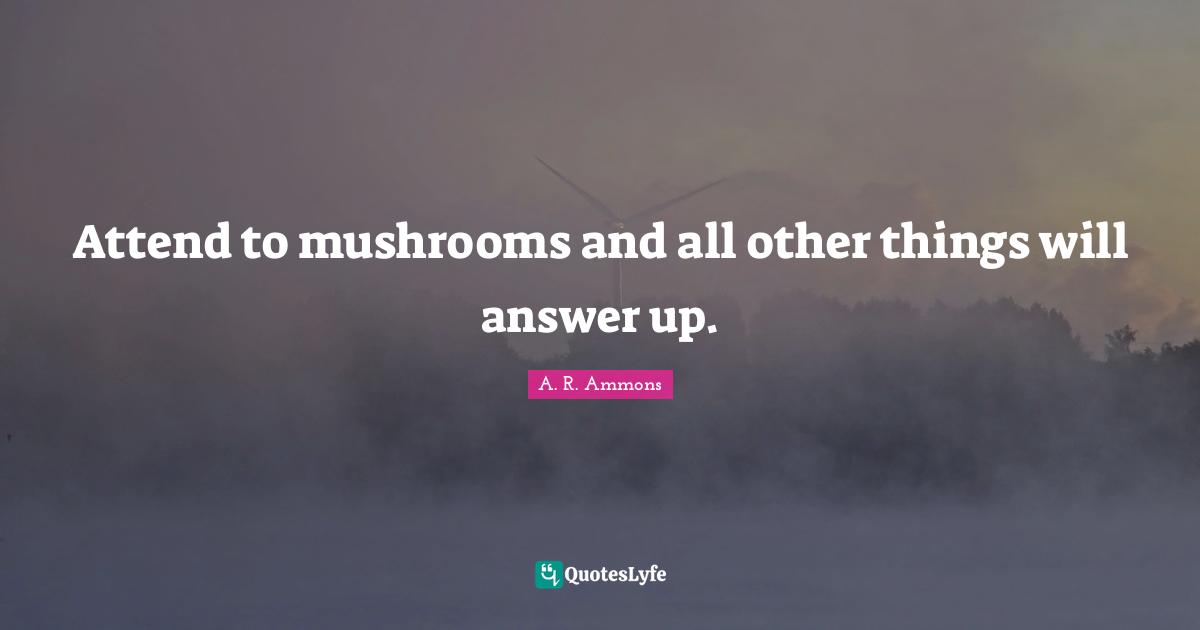Attend to mushrooms and all other things will answer up.