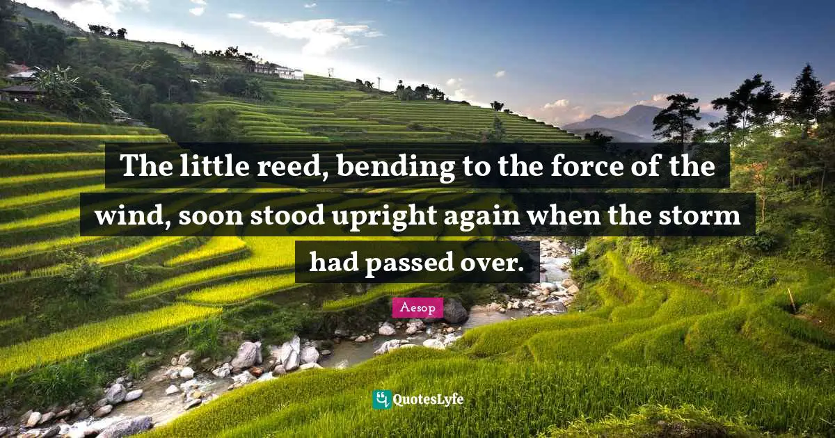Encouragement Quotes: "The little reed, bending to the force of the wind, soon stood upright again when the storm had passed over."