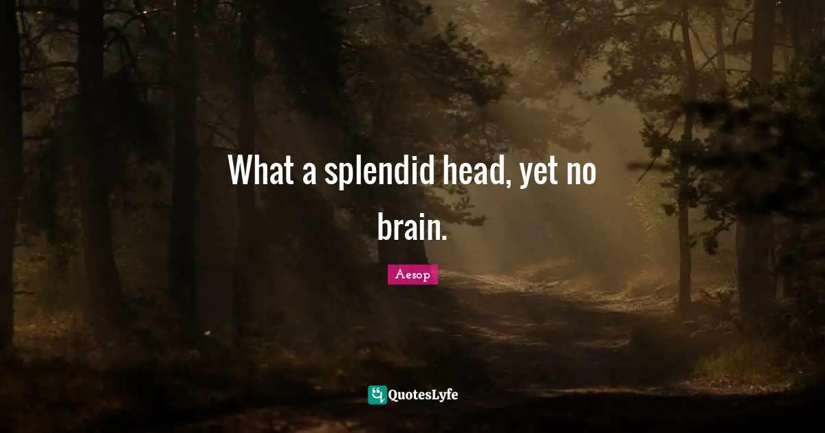 What a splendid head, yet no brain.