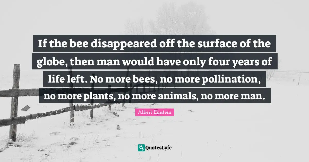 Bees Quotes: "If the bee disappeared off the surface of the globe, then man would have only four years of life left. No more bees, no more pollination, no more plants, no more animals, no more man."