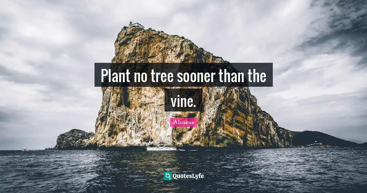 Plant no tree sooner than the vine.