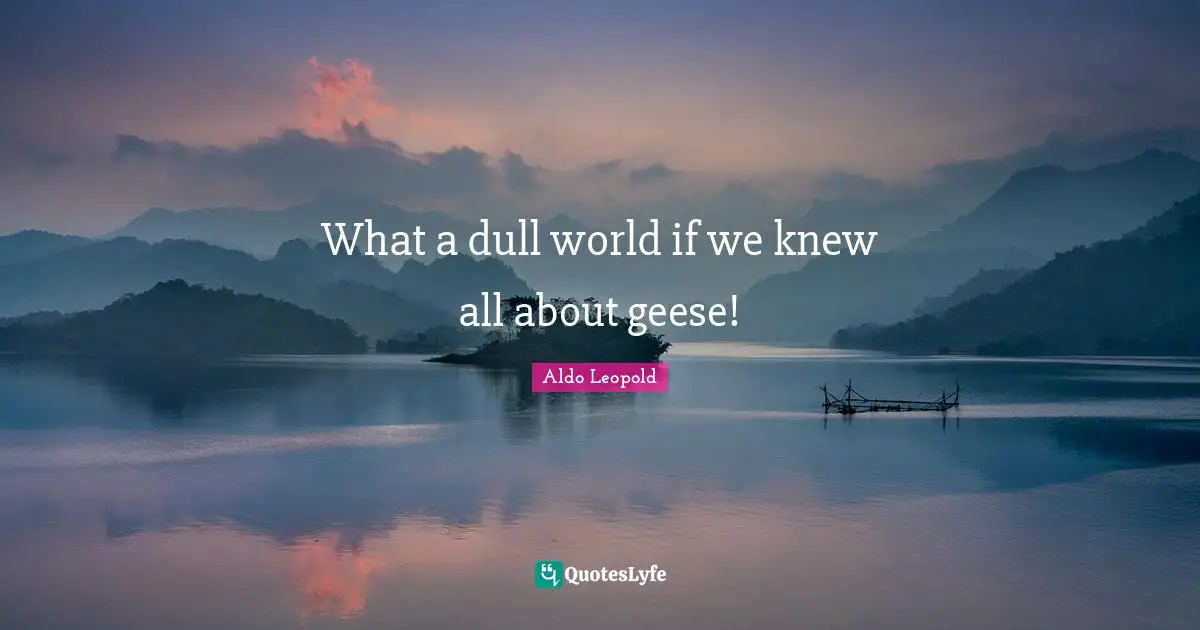 Geese Quotes: "What a dull world if we knew all about geese!"