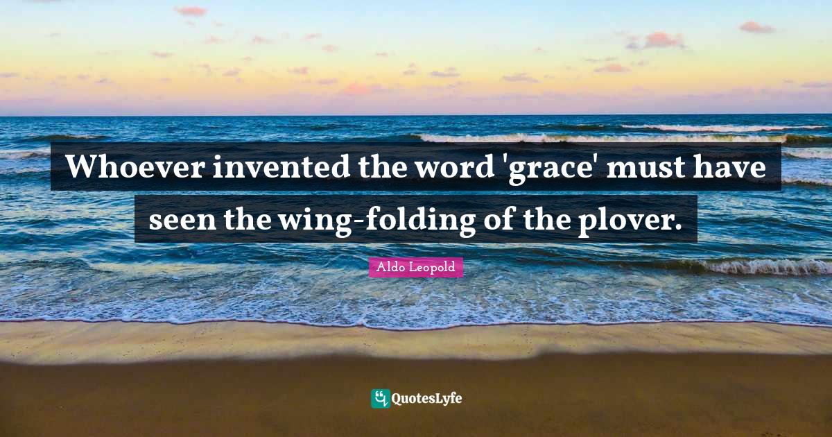 Whoever invented the word 'grace' must have seen the wingfolding of t