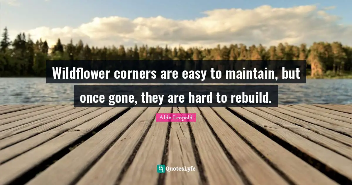 Wildflower corners are easy to maintain, but once gone, they are hard to rebuild.